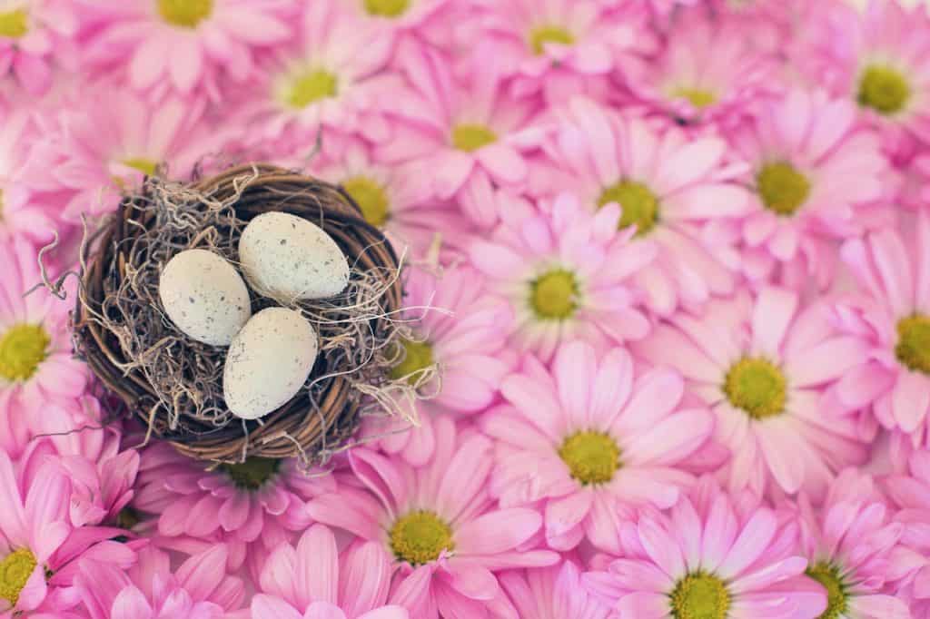 bird's nest, bird eggs, pink daisies-2121590.jpg